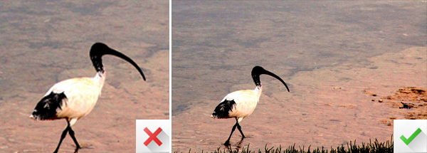 15 Easy Tips for Cropping Photos Like a Pro