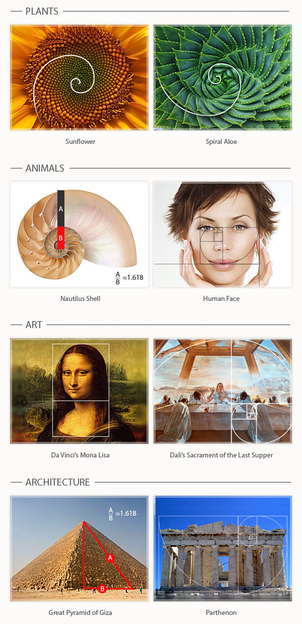 Golden Ratio In Nature