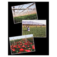 Sun Valley (Back View)