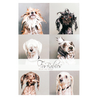 Fur Babies Resort and Spa (Back View)